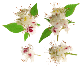 a close-up, isolated photograph showcasing the delicate white and red flowers of a horse chestnut tree (aesculus hippocastanum) against a transparent background.