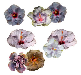 a diverse collection of hibiscus flowers in stunning shades of pink, orange, red, and purple,...