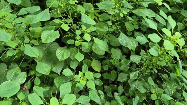 Wild Indian Acalypha (Acalypha indica) or Indian Nettle Green Leaves in Nature