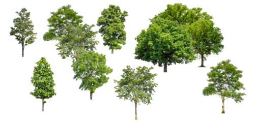 diverse collection of lush green trees with full canopies, isolated on a transparent background for graphic design.