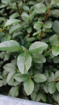 Lush green foliage of a dense and vibrant shrub in a natural setting. Follaje verde exuberante de un arbusto denso y vibrante en un entorno natural.(16).