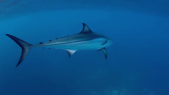 Underwater shark swimming gracefully in the deep blue ocean, a stunning sight.