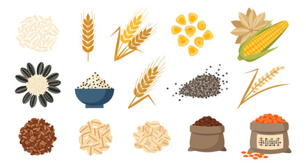 Fototapeta premium Variety of grains and seeds rice wheat corn sunflower isolated food elements