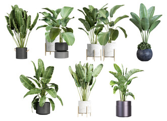 collection of diverse potted banana plants with large green leaves, showcasing various pot styles and sizes for interior design and tropical ambiance.