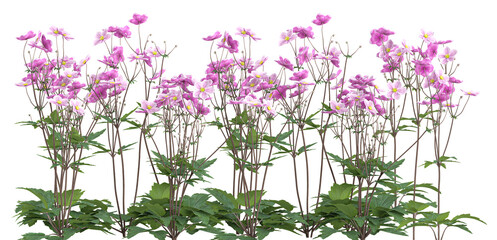 an abundant field of delicate pink japanese anemone flowers in full bloom, photographed from a low...