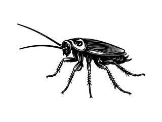 Black cockroach silhouette isolated on white background.  wild insect.