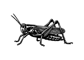Black grasshopper silhouette isolated on white background.