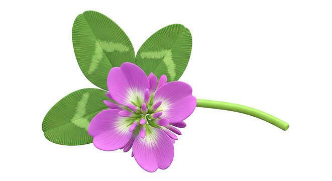 Purple Clover Flower with Green Leaves