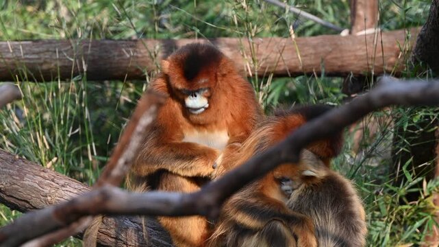 three Golden Snub-nosed Monkey rest on the branch in the zoo in sunny afternoon