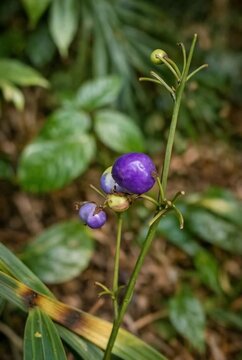 Dianella Ensifolia Plant in Borneo Rainforest, Tropical Forest Foliage