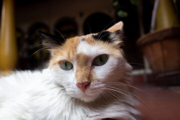 Cat looking at the camera with green eyes. Portrait of a cat.