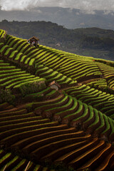 rice terraces in bali indonesia © Mr