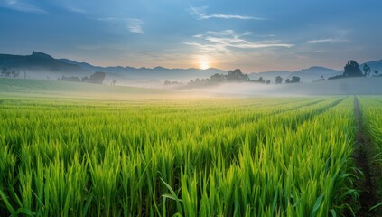 Fototapeta premium Lively green rice plants in orderly lines, bordered by picturesque hills and morning fog