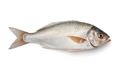 Fototapeta premium Lone fresh sea bream on white background. Ideal for food, seafood, or fish market imagery
