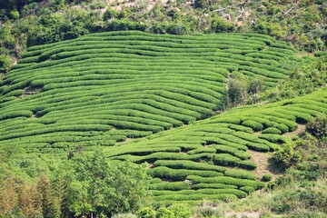 球磨郡錦町のお茶畑