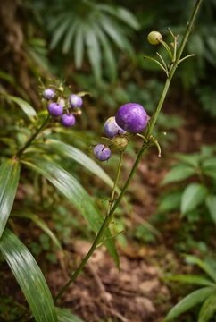 Close-Up of Dianella Ensifolia Leaves in Borneo Jungle