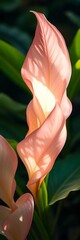 Ethereal philodendron unfurls in soft pastels, a verdant dream captured in a dramatic tilt,  pastel,  serene