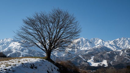 冬景色　冠雪の北アルプス　長野県白馬村 © RATM