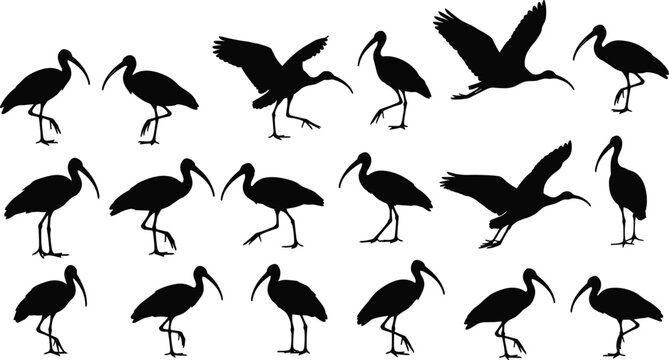 Collection of Black Ibis Bird Silhouettes Vector Illustration Set Depicting Various Flying and Standing Poses
