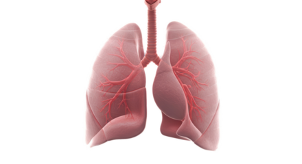 Realistic 3D Render of Healthy Human Lungs Transparent Background