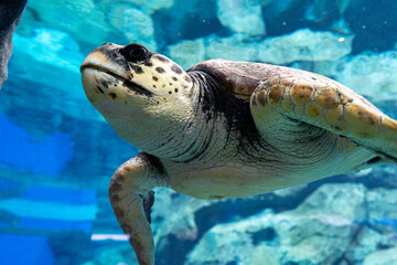 水中を泳ぐ海亀