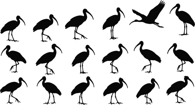 Set of black ibis bird silhouettes in various poses including standing walking and flying on white background