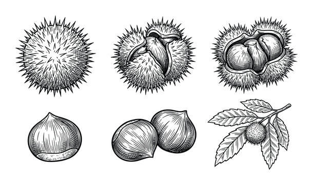 Chestnut burrs and nuts botanical illustrations, engraved style, chestnut tree branch with leaves and fruit.