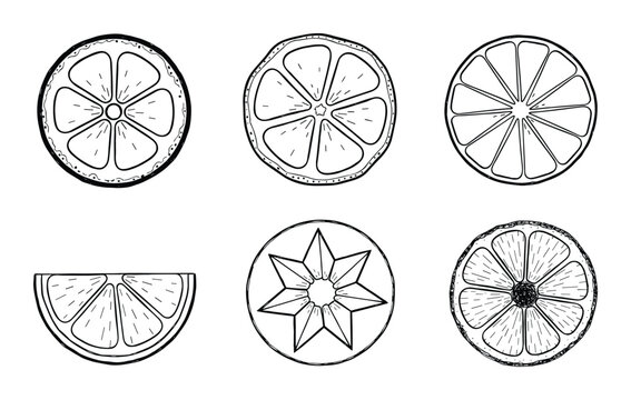 Citrus slices vector illustration. Lemon, lime, orange drawing. Citrus fruit cross-sections. Healthy food, fruit illustration.