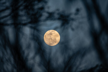Countryside Moon Seen Through Silhouetted Trees © Pedro