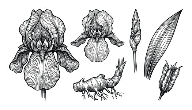 Detailed botanical drawing of iris plant with flower, bulb, leaves, and seed pod, showcasing intricate line work.