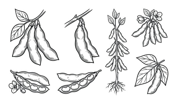Detailed soybean plant illustration with leaves, pods, beans, flower and roots. Hand drawn vector illustration.
