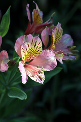 Obraz premium beautiful alstroemerias Peruvian lily flowers in the garden