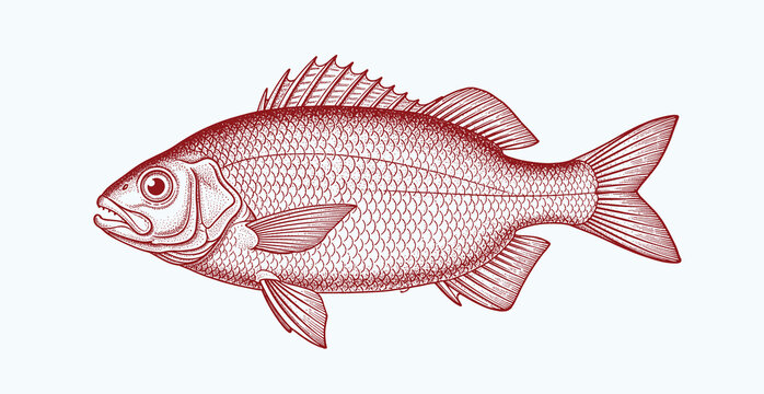 Intricate vintage engraving of fish with detailed line art on neutral background