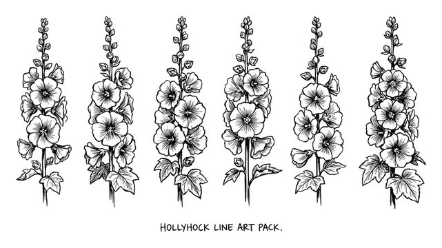 Hollyhock line art illustration. Botanical floral drawing. Flower line art design element, line drawing flower