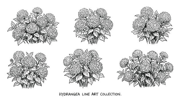 Hydrangea line art collection featuring floral arrangements, flower bunches, and garden plant designs in detailed illustrations