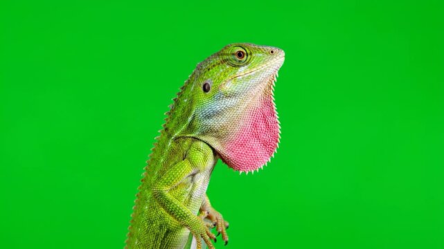 Green Lizard Showing Dewlap on Green Screen.