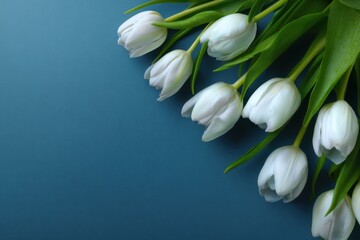 Fototapeta premium White tulip flowers on blue background. Floral wallpaper, banner