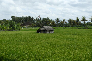 Obraz premium Wooden Simple House in the Middle of Green Rice Fields