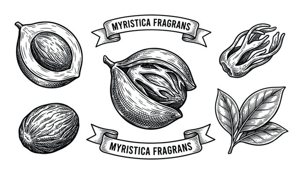 Myristica fragrans vector illustration with leaves, seeds, nutmeg, mace in vintage engraving style