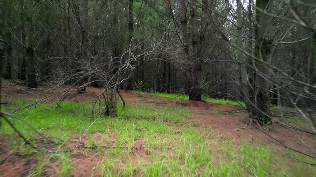 Un paseo en el bosque