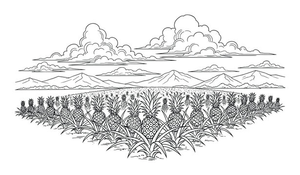 Pineapple Field with Mountains and Clouds Vector Illustration. Pineapple Farm or Plantation Background.