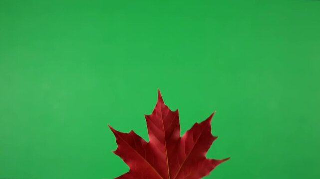 Red Maple Leaf Falling Against Green Background.
