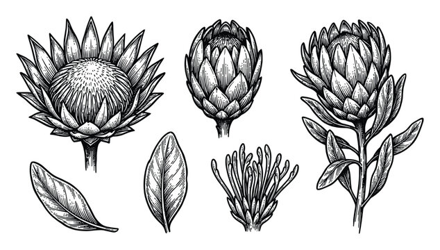 Protea Flower Sketches Vector Illustration, Botanical Drawing with Leaves and Blooms