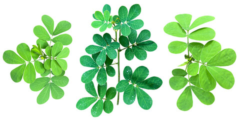 緑が美しい葉っぱの切抜き素材（背景透過）