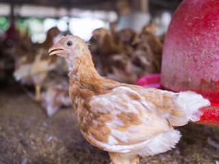 Close up of brown chicken in chicken farm © maybeiii