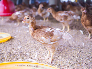 Close up of brown chicken in chicken farm © maybeiii