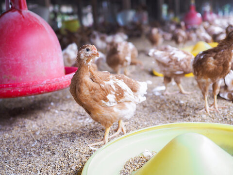 Close up of brown chicken in chicken farm