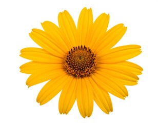 A bright yellow flower with a dark center