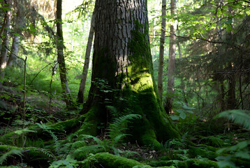 Obraz premium Enigmatic forest element perfect for fantasy-tinged nature, textures, and environmental storytelling.