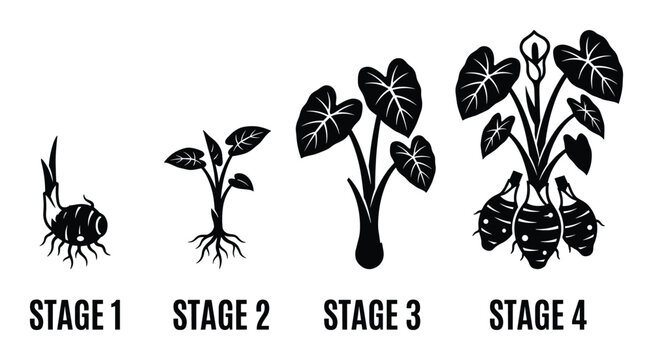 Taro Plant Life Cycle Stages Vector Illustration Diagram from Sprout to Mature with Roots